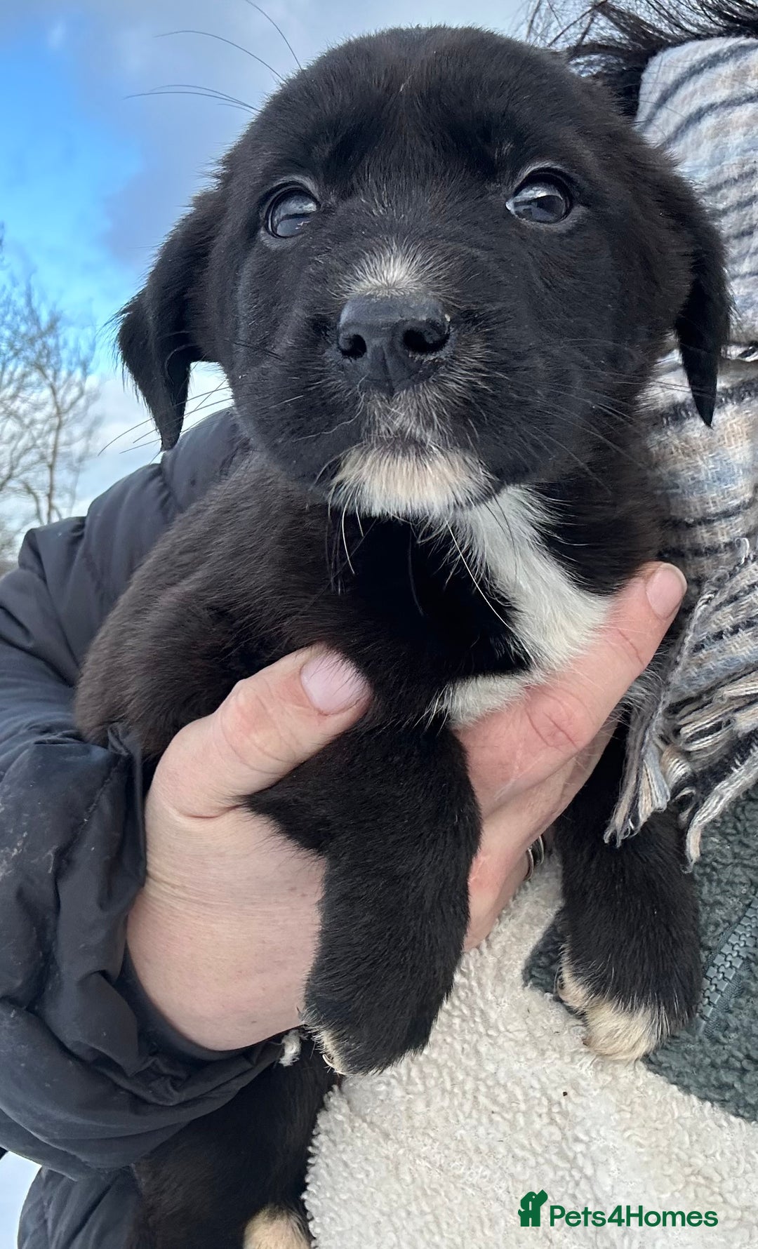 Borador dogs for sale: Borador Puppies - Advert 3