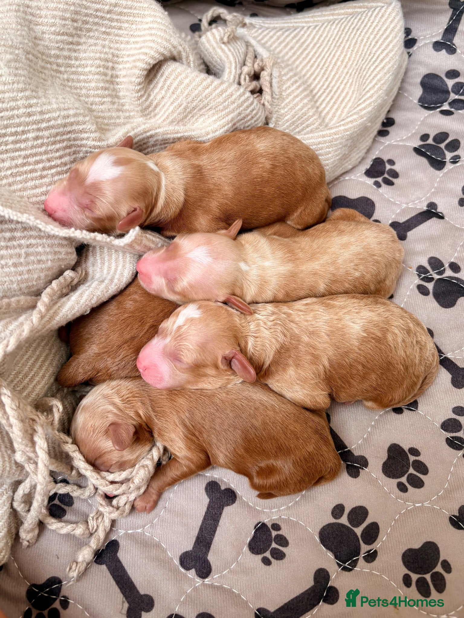 Cavapoo dogs Florence’s Five Beautiful F1b Cavapoo Boys - Advert 2