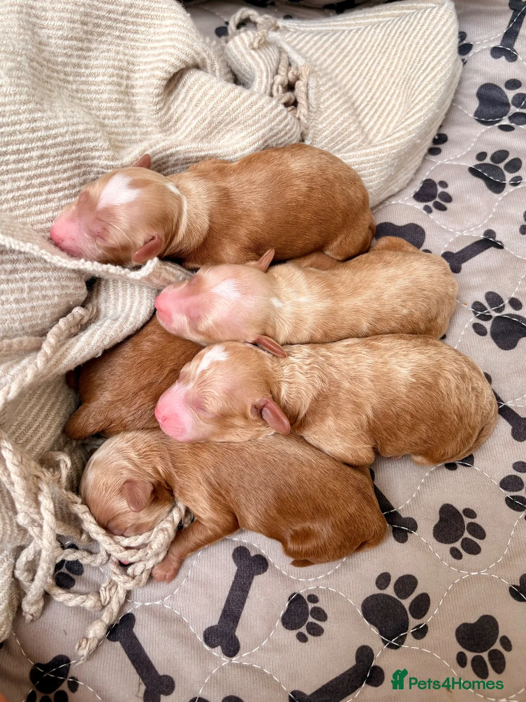 Cavapoo dogs for sale: Florence’s Five Beautiful F1b Cavapoo Boys - Advert 2