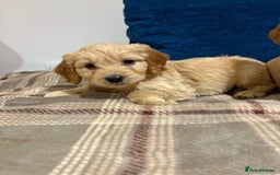 Goldendoodle dogs for sale: Adorable Golden Cocker Doodles  - Image 5