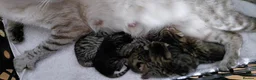 Bengal cats for sale: Snow Bengal x kittens  - Advert 10