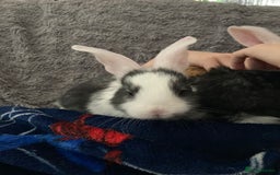 Continental Giant rabbits for sale: 6 weeks old Continental rabbits - Image 3