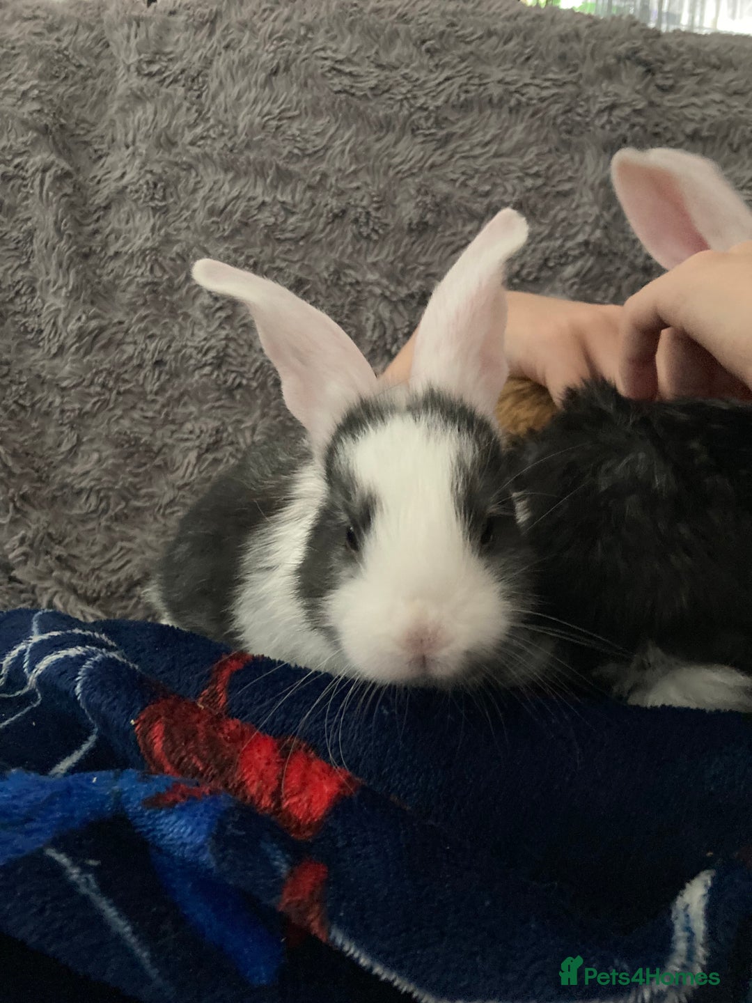 Continental Giant rabbits for sale: 6 weeks old Continental rabbits - Image 3
