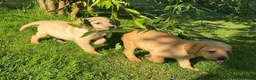 Labrador Retriever dogs for sale: KC Registered Labrador Retriever puppies  - Advert 14