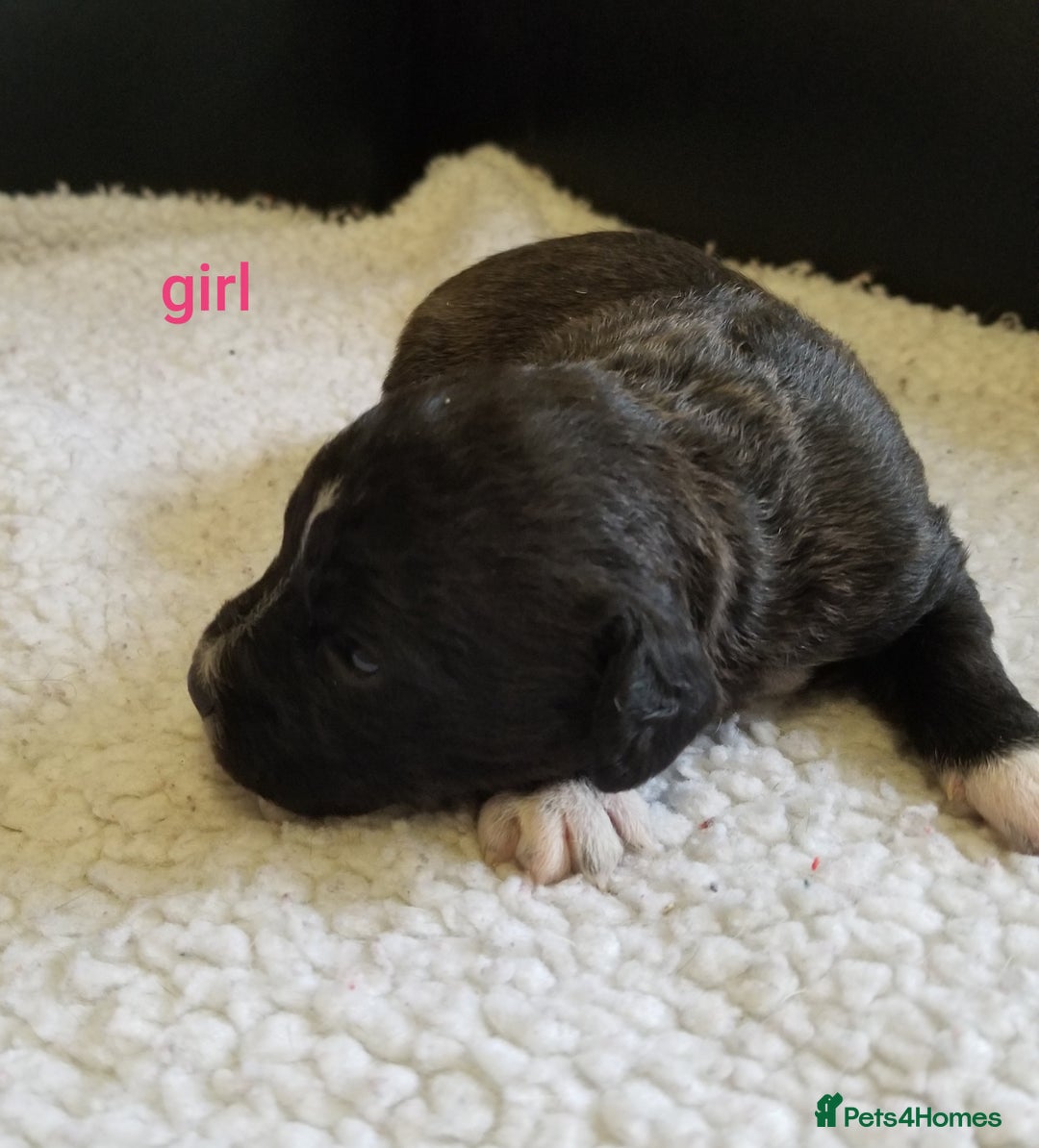 Jackapoo dogs for sale: Jackapoo puppies - Image 6