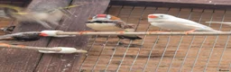 Finches birds for sale: Zebra finches - Advert 2