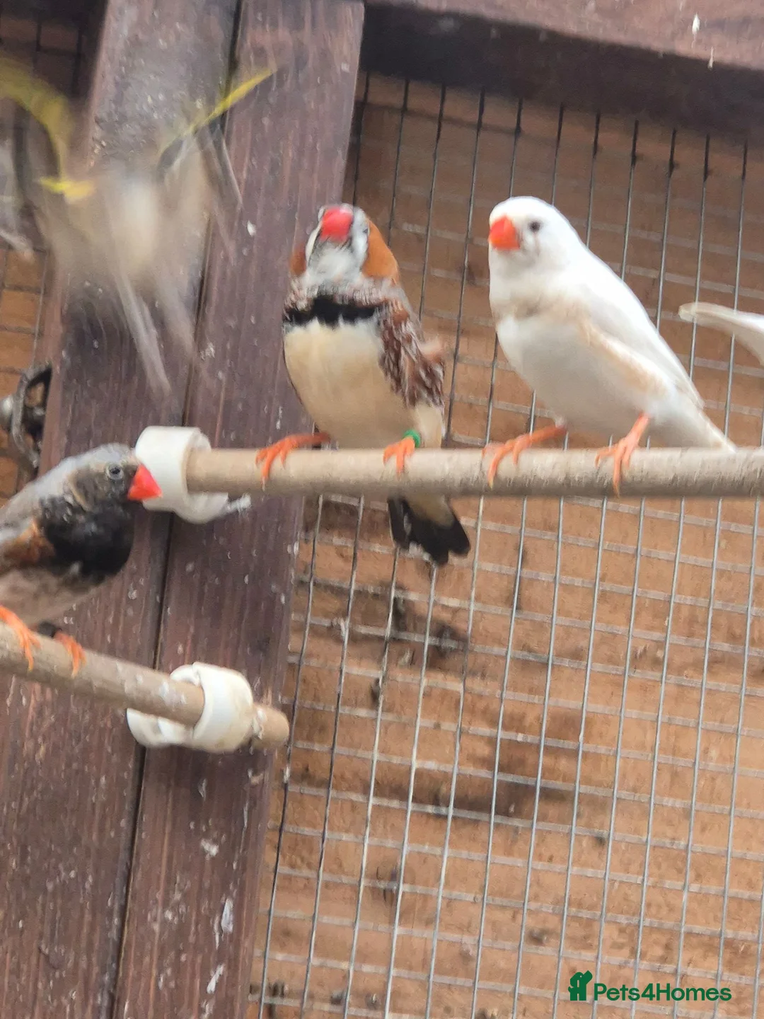 Finches birds for sale: Zebra finches - Advert 2