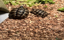 Turtle reptiles for sale: Spur-thighed Tortoise - Image 1