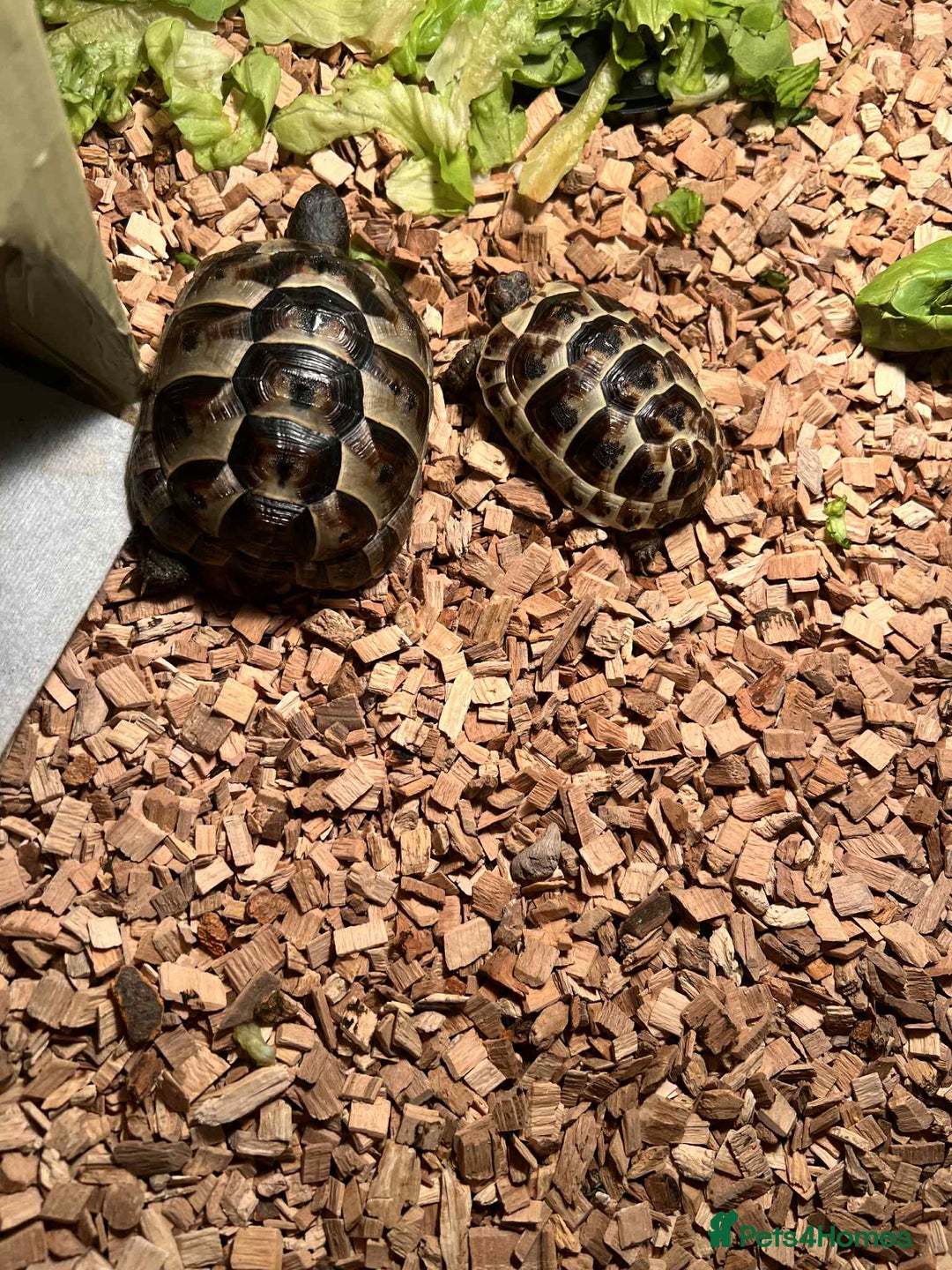 Turtle reptiles for sale: Spur-thighed Tortoise - Image 1