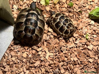 Turtle reptiles - Advert 11