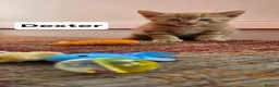 Mixed Breed cats for sale: 4 Beautiful kittens - Advert 26