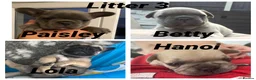 French Bulldog dogs for stud: French bulldog stud  - Advert 28
