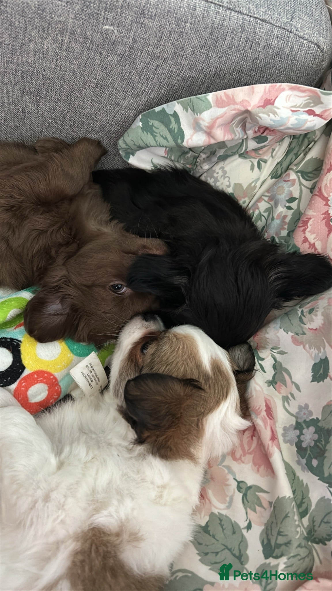 Chihuahua dogs for sale: 2 BEAUTIFUL BABIES 💗💙 - Advert 1