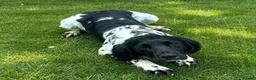 English Springer Spaniel dogs for sale: KC Registered Springer Spaniel Pups - Advert 4