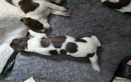 English Springer Spaniel dogs for sale: Stunning Pedigree Registered Pups - Image 10