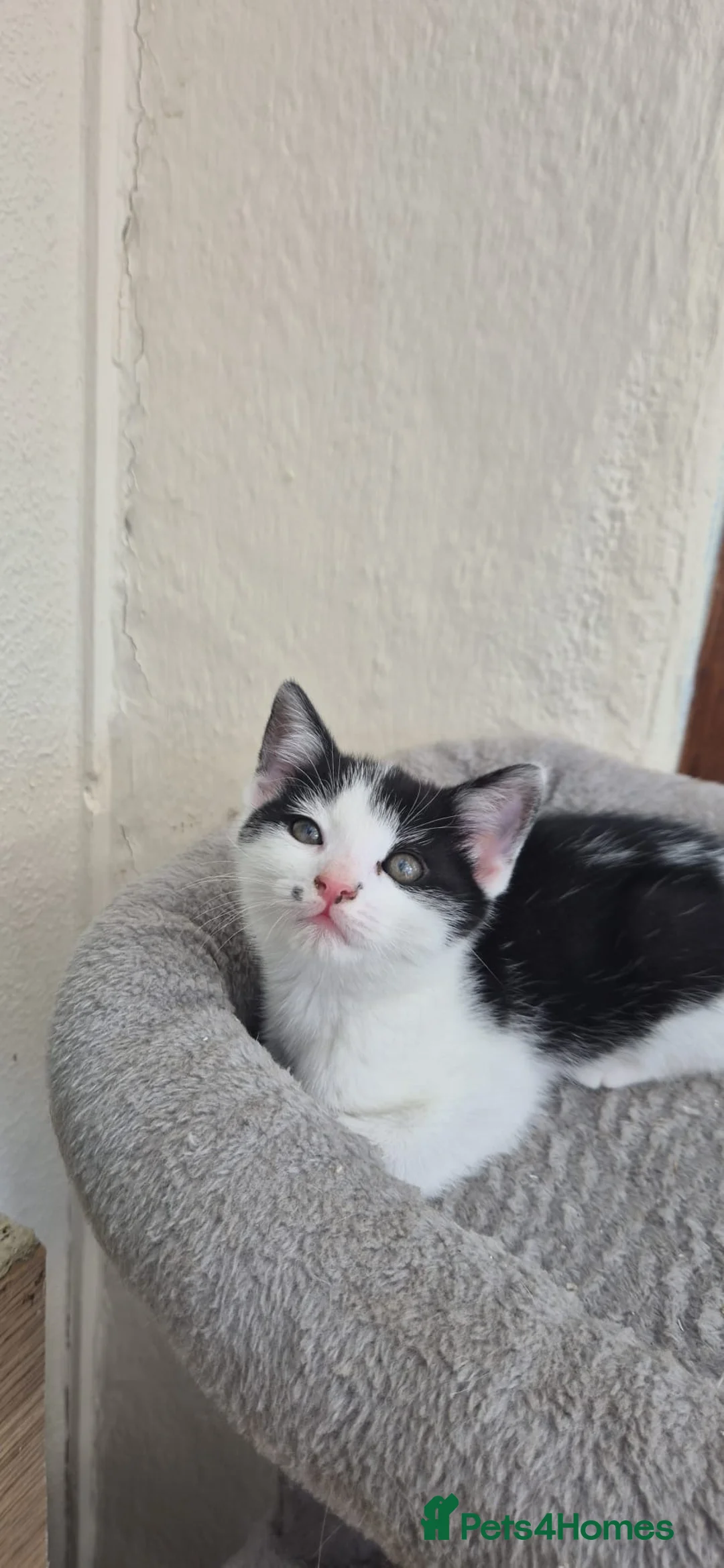 Mixed Breed cats for sale: Adorable kittens Ready for Loving Homes 🐾 in Leigh-on-Sea - Advert 2
