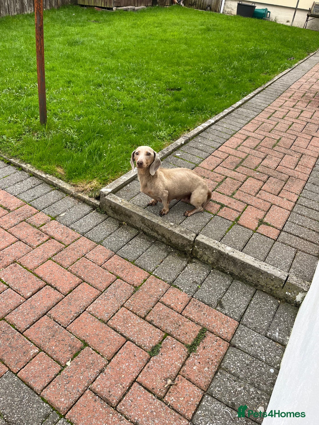 Dachshund dogs for sale: Dachshund puppies for sale  - Image 5