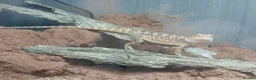 Bearded Dragon reptiles for sale: Babies bearded dragons  - Advert 3