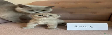 Biscuit 