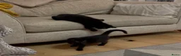 Mixed Breed cats for sale: Kittens for adoption  - Advert 2