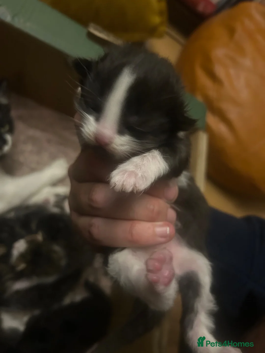 Mixed Breed cats for sale: Mixed Breed Beautiful Kittens - Advert 8