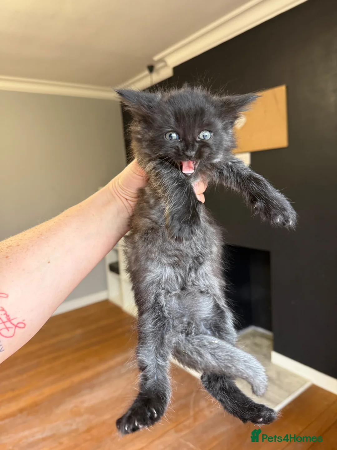 Maine Coon cats for sale: Mainecoon x Kittens - Advert 1