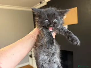 Maine Coon cats Mainecoon x Kittens - Advert 8