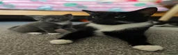 Mixed Breed cats for sale: Mixed breed kittens  - Advert 10
