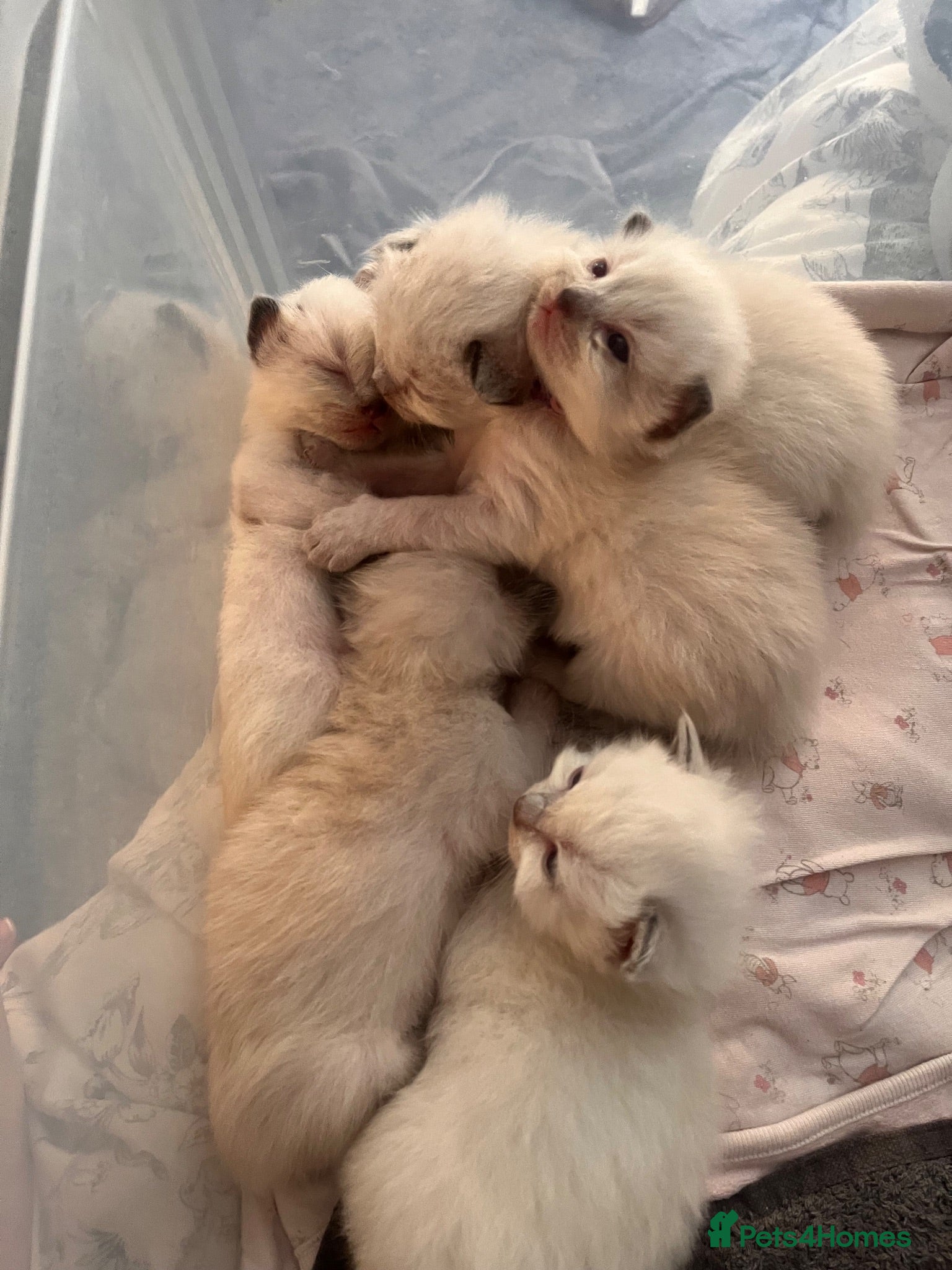Ragdoll cats Ragdoll kittens *16 days old* Liverpool area  - Advert 4