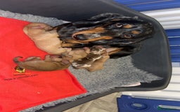 Miniature Dachshund dogs for sale: Miniature Dachshund Puppies - Image 11