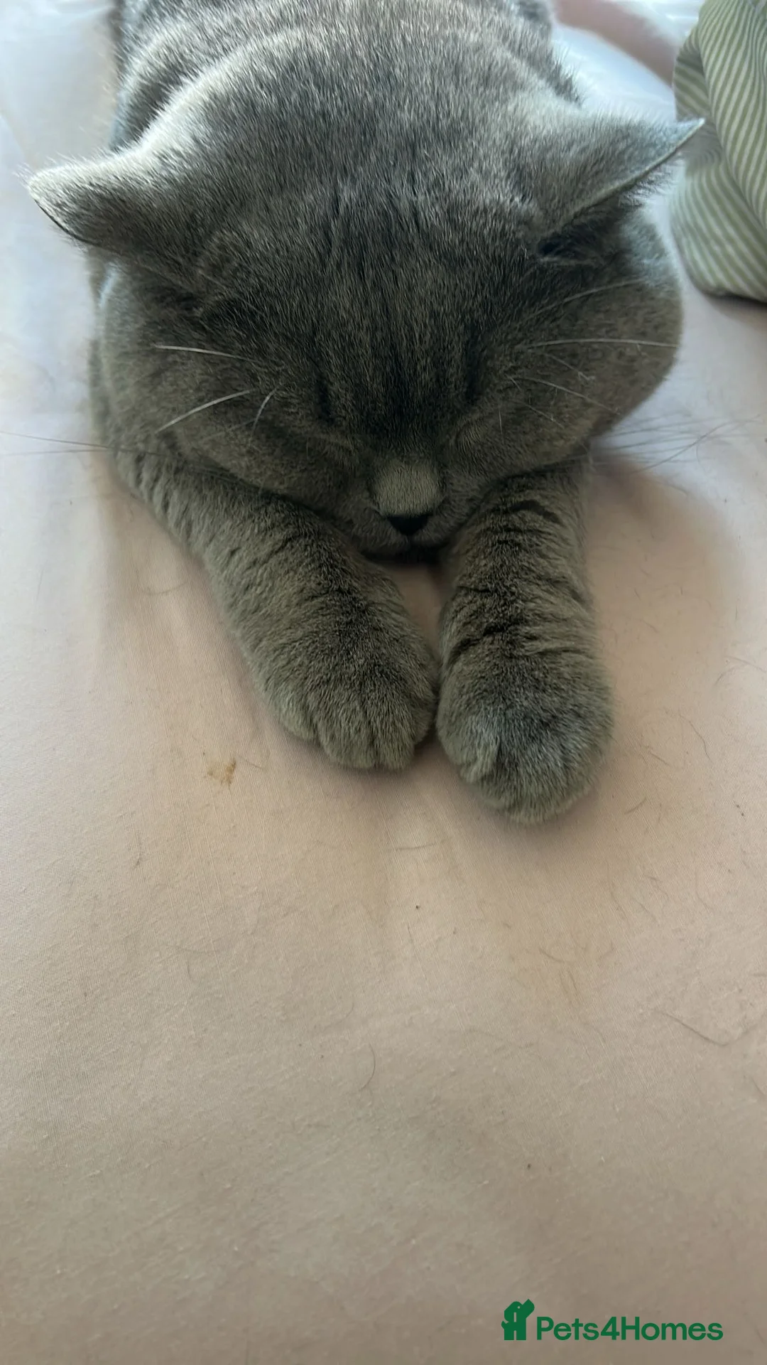 British Shorthair cats for sale: 1 female Kitten in Dartford - Advert 2