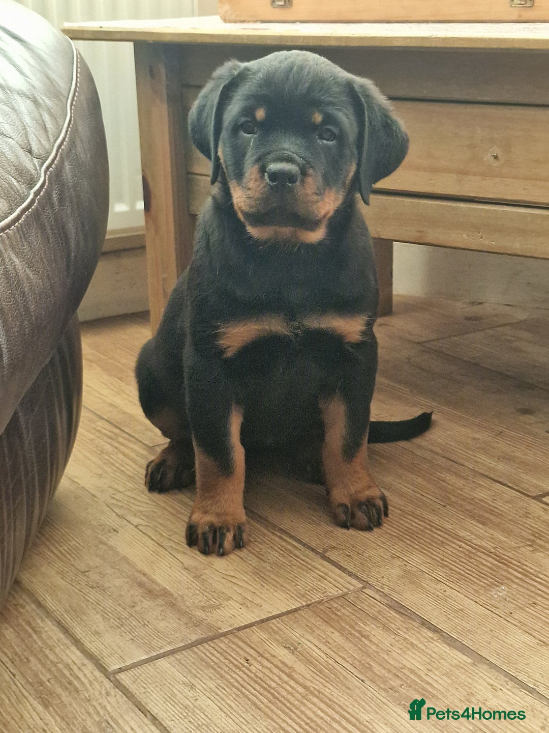 Rottweiler dogs for sale: MASSIVE ROTTWEILER PUPPIES  - Advert 11