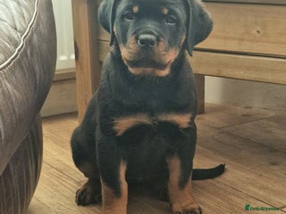 Rottweiler dogs MASSIVE ROTTWEILER PUPPIES - Advert 9