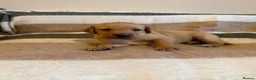 Labrador Retriever dogs for sale: KC Registered Labrador Retriever Puppies  in Attleborough - Advert 5