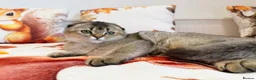Scottish Fold cats for sale: 🐱✨ Beautiful Golden Scottish Fold Kitten - Advert 1