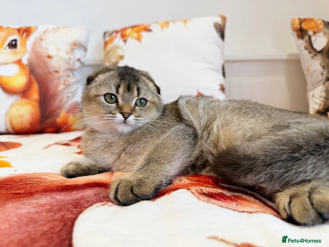 Scottish Fold cats for sale: 🐱✨ Beautiful Golden Scottish Fold Kitten - Advert 1