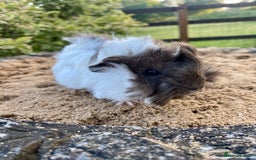Guinea Pig rodents for sale: Long haired Guinea Pigs For Sale - Image 18