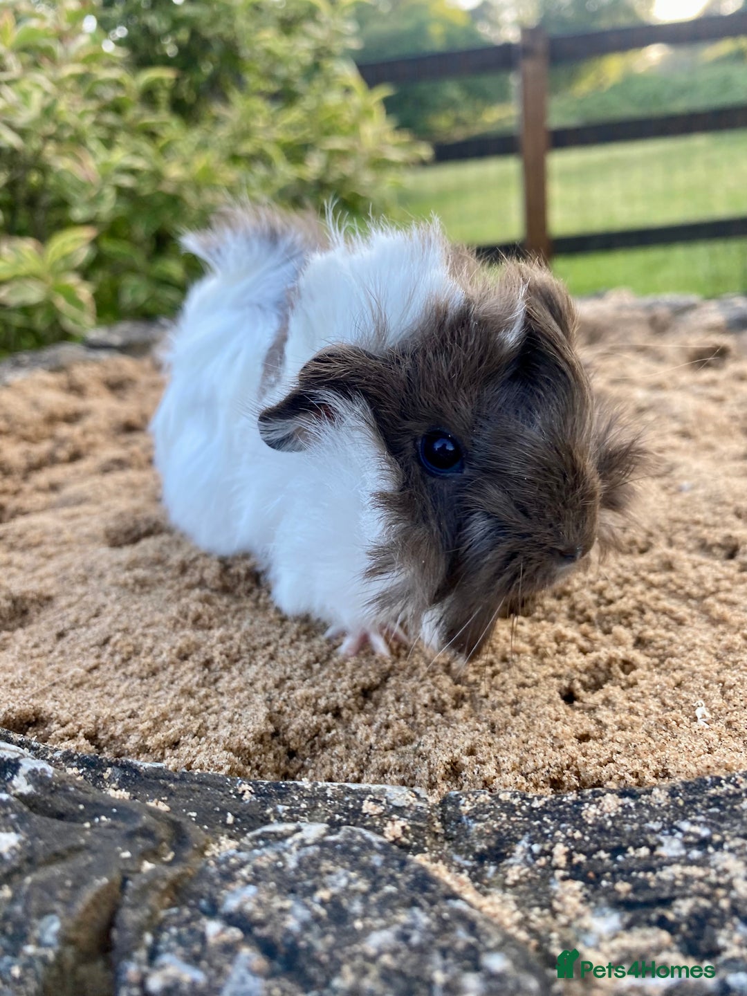 Guinea Pig rodents for sale: Long haired Guinea Pigs For Sale - Image 18