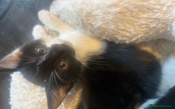 Turkish Angora cats for sale: Kitten  - Image 2