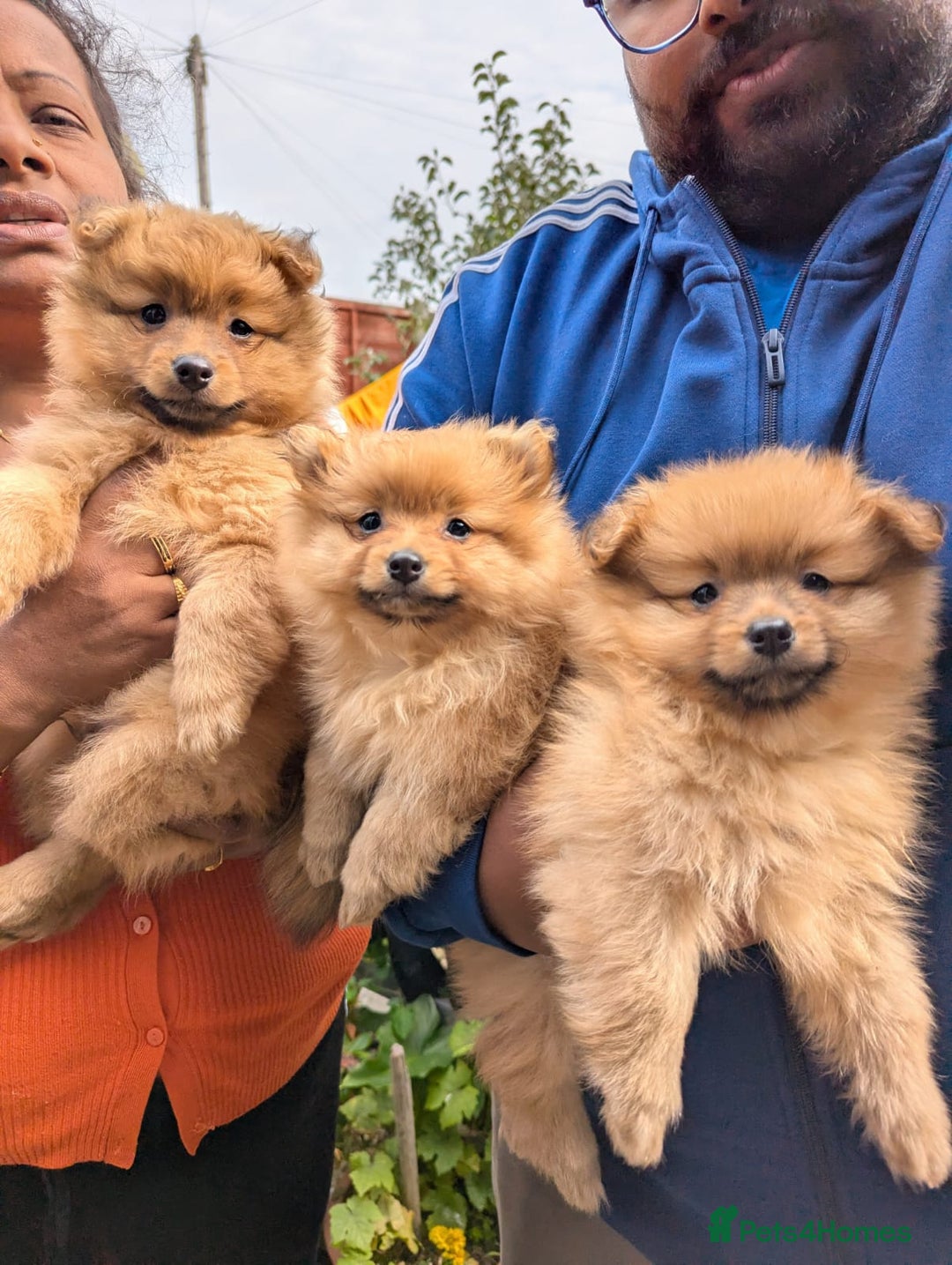 Pomeranian dogs for sale: Cute fluffy Pomeranian Puppies! (Read description) - Image 4