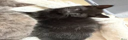 British Shorthair cats for sale: Grey and black British short hair kittens  - Advert 7