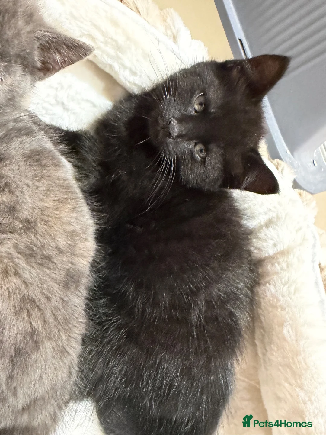 British Shorthair cats for sale: Grey and black British short hair kittens  - Advert 7
