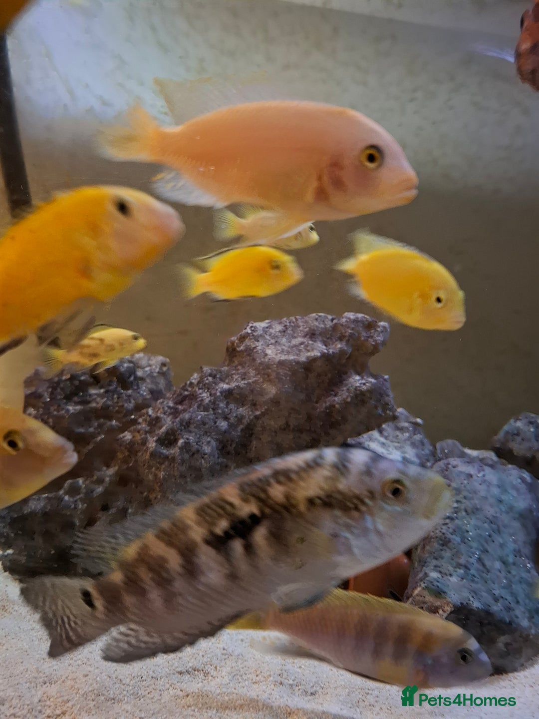 Cichlids fish for sale: Tropical fish  - Advert 3