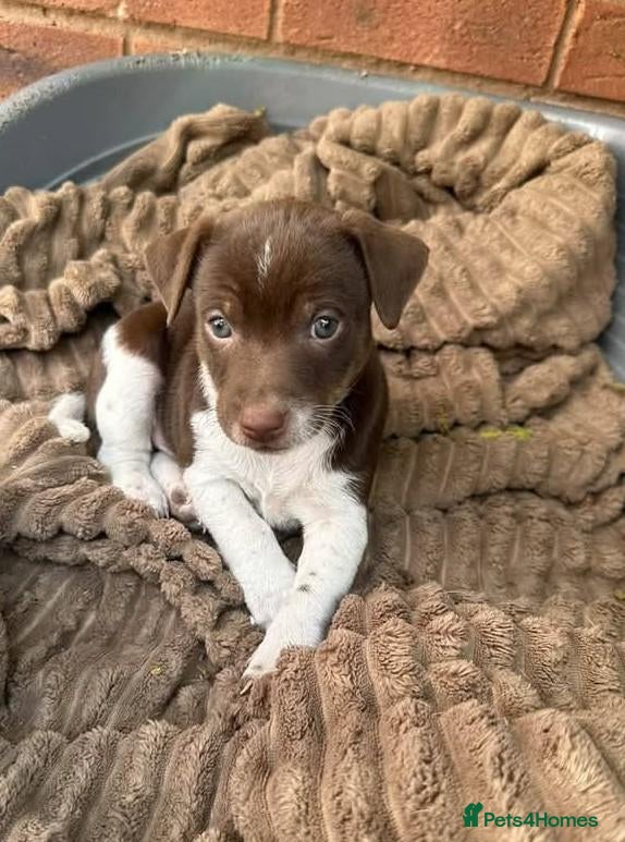 Jack Russell dogs Stunning jack Russell puppies  - Advert 2