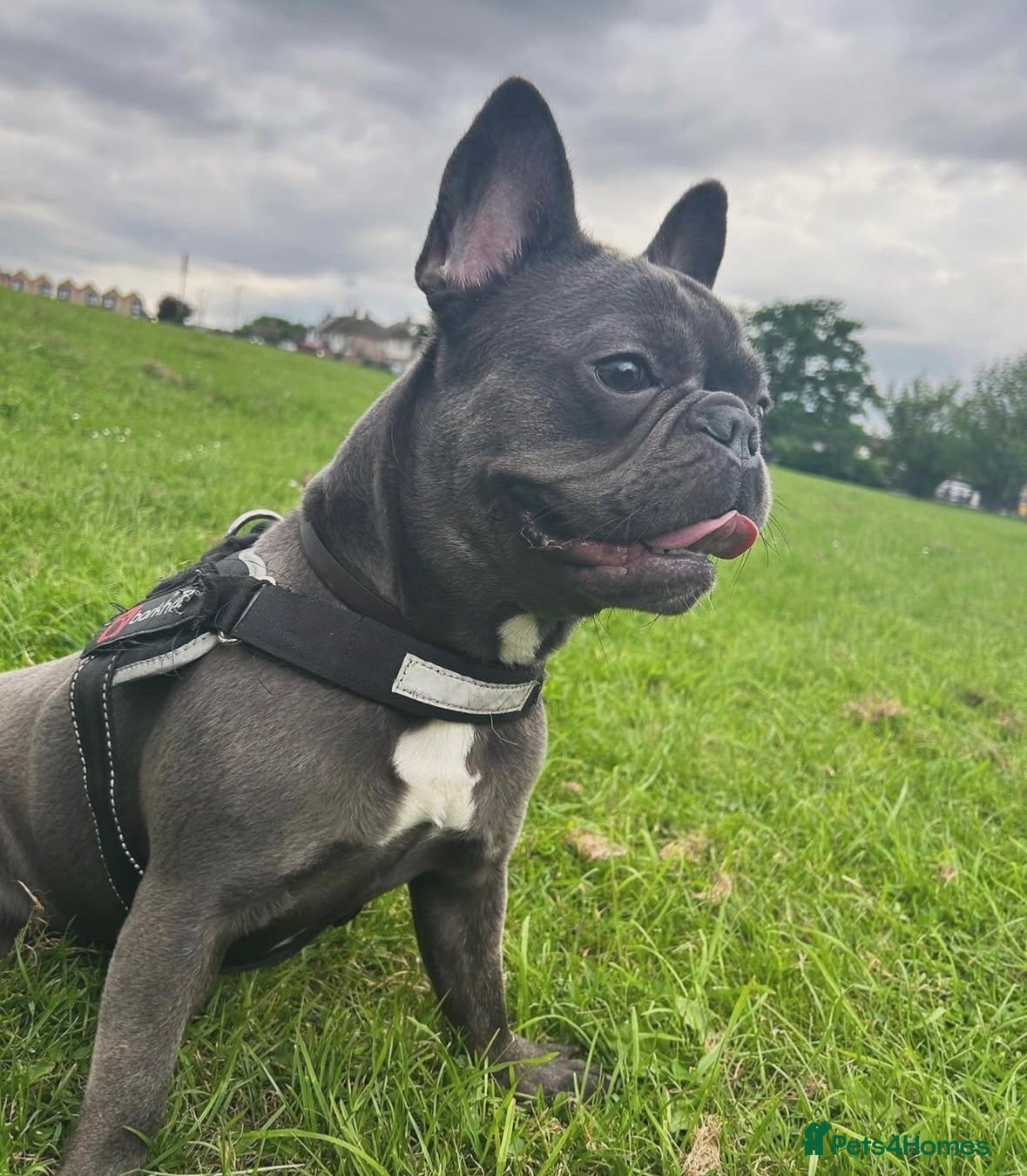 French Bulldog dogs French bulldog  - Advert 6