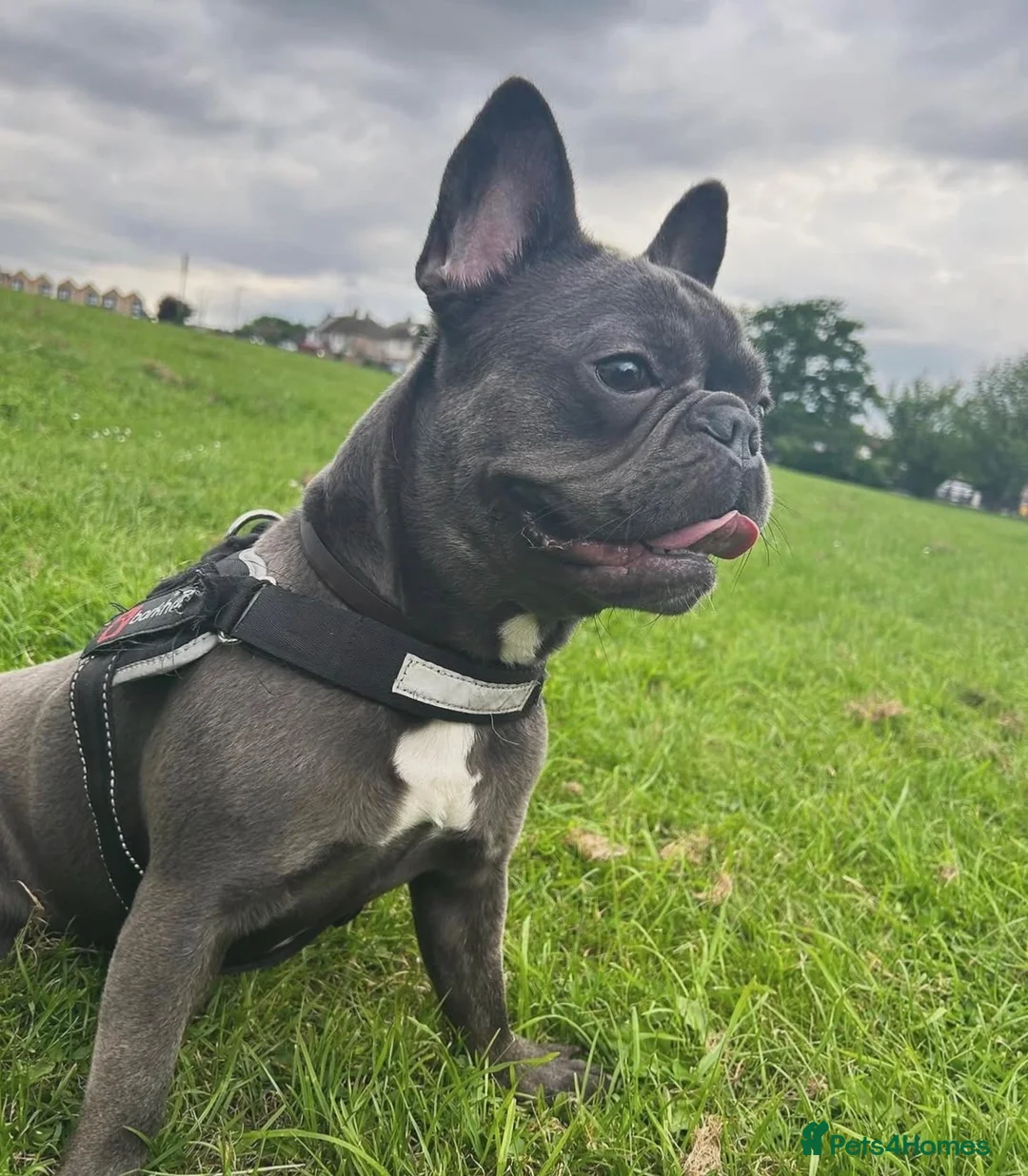 French Bulldog dogs for sale: French bulldog  - Advert 1