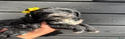 Cockapoo dogs for sale: Cockapoo Puppies Colchester - Advert 7