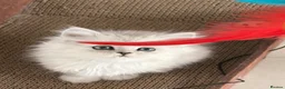 Persian cats for sale: Persian Kittens  - Advert 4