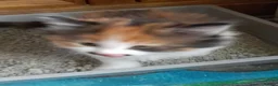 Mixed Breed cats for sale: Tortoiseshell/ calico longhair girl - Advert 2
