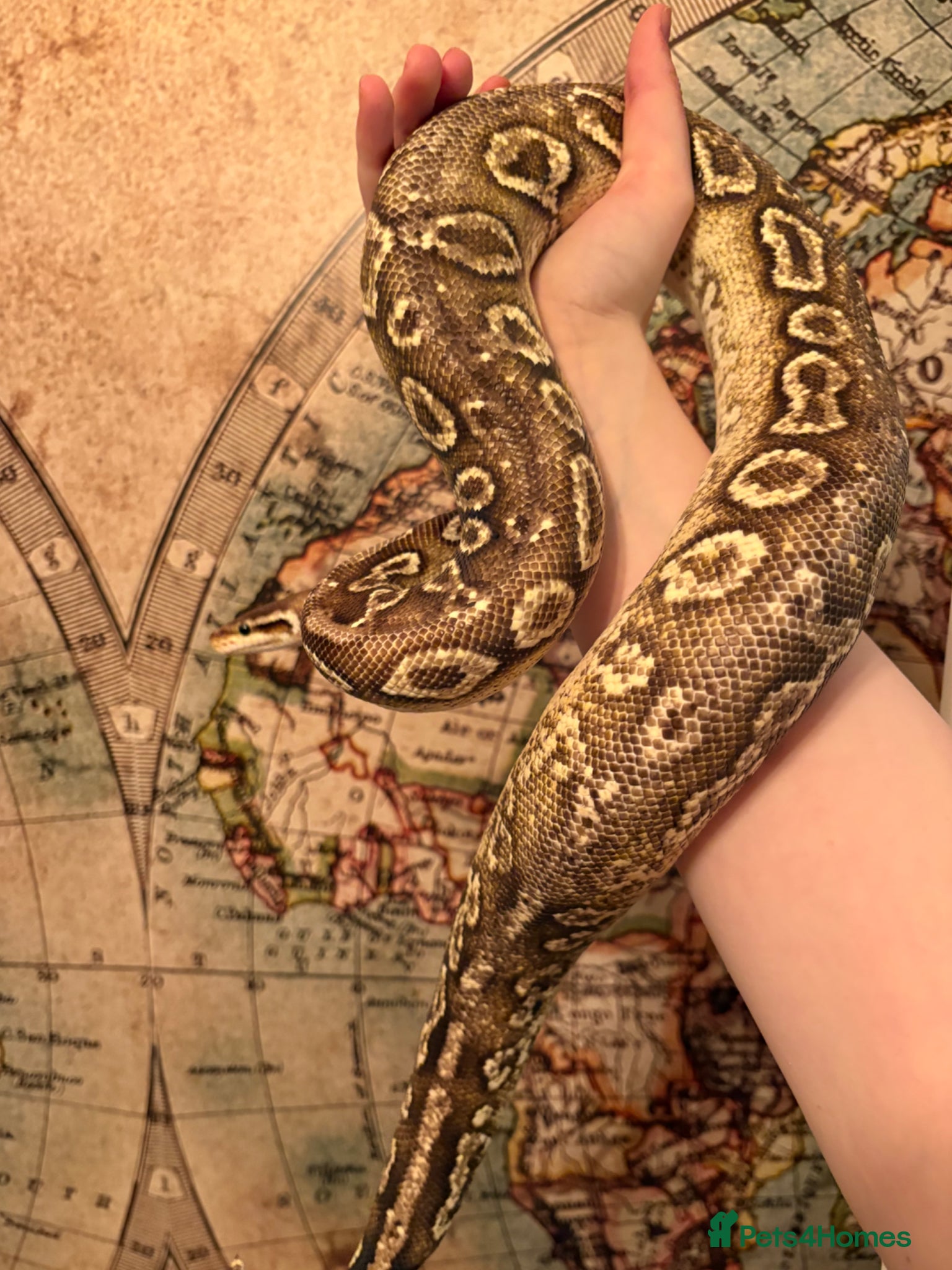 Mixed Breed reptiles Lots of reptiles to Rehome! - Advert 1